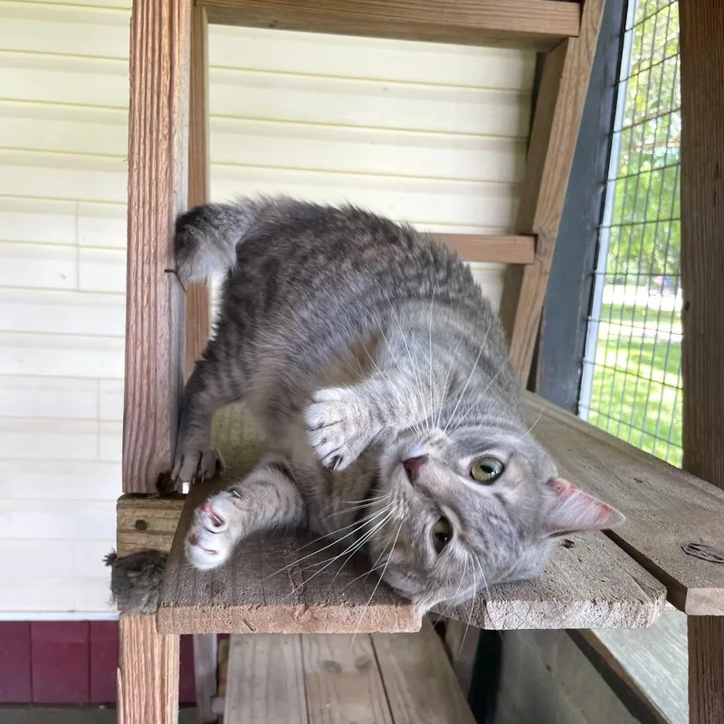 Cleopawtra thumbnail 6