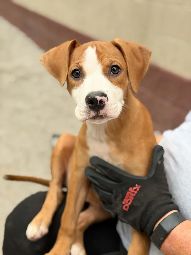 A baby medium-sized female Boxer dog named Matilda for adoption in Springfield, IL