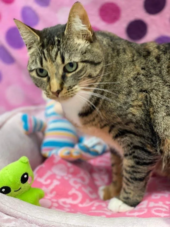 Franziska thumbnail 4