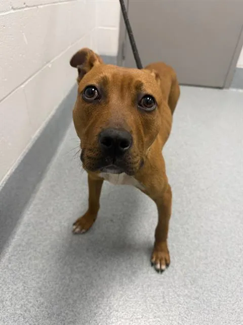 A young medium-sized male Black Mouth Cur dog named Fonzarelli for adoption in Indianapolis, IN