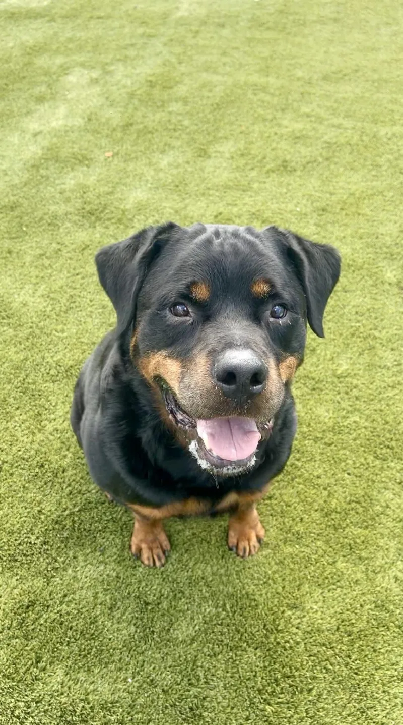 A senior extra large-sized male Rottweiler dog named Teddy Bear for adoption in Lincoln, NE