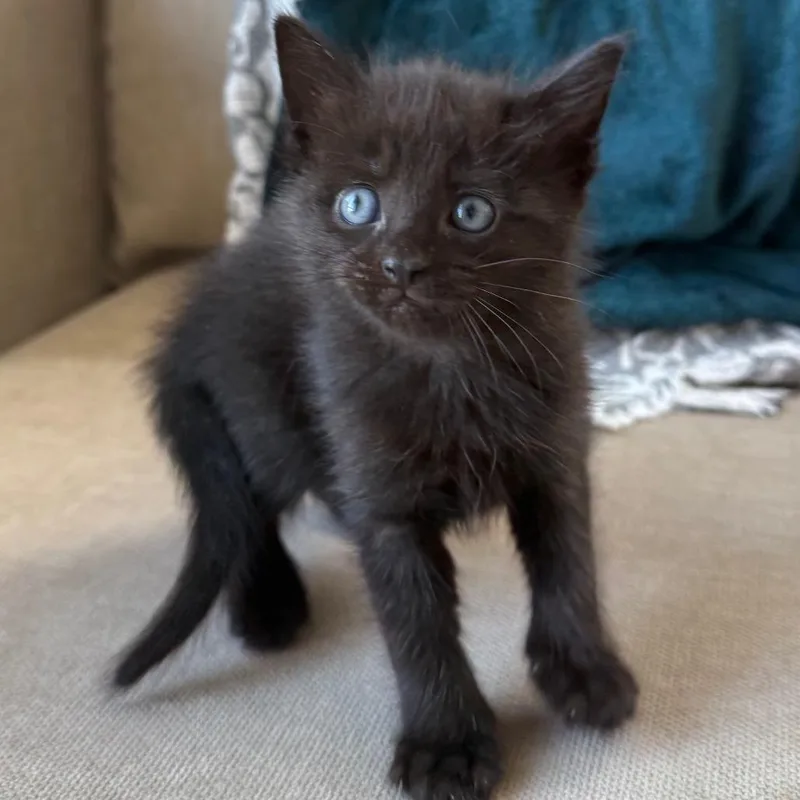 A baby small-sized female Black Domestic Short Hair cat named Elowen for adoption in Middle Village, NY