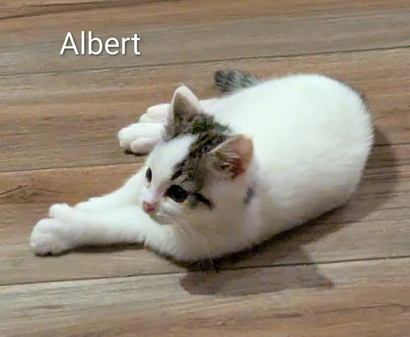 A young medium-sized male Gray & White Domestic Short Hair cat named Albert for adoption in Rochester, NY