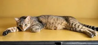 An adult medium-sized female Domestic Short Hair cat named Hasbro for adoption in Franklin, TN