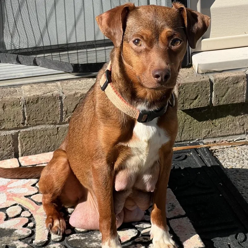 An adult small-sized female Brown / Chocolate Mixed Breed dog named Coming Sooncinnamon Roll for adoption in Goodlettsville, TN