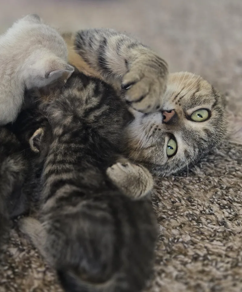 An adult medium-sized female Tabby (Brown / Chocolate) Domestic Short Hair cat named Bee for adoption in Fishers, IN