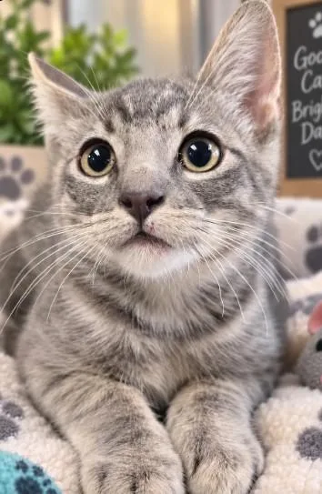 A baby small-sized male Domestic Short Hair cat named Meoww for adoption in San Pedro, CA