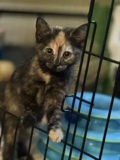 A baby large-sized female Tortoiseshell Domestic Short Hair cat named Muse for adoption in Lemoyne, PA