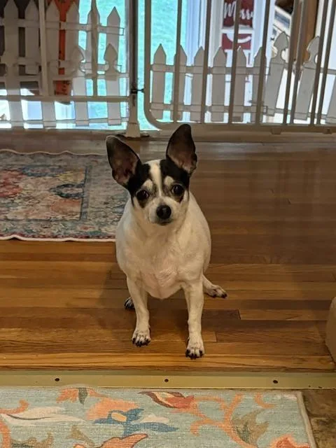 An adult small-sized female Chihuahua dog named Gracie for adoption in Huntington, NY