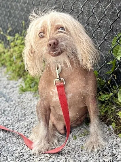 An adult medium-sized male Chinese Crested Dog dog named Benny for adoption in Cincinnati, OH