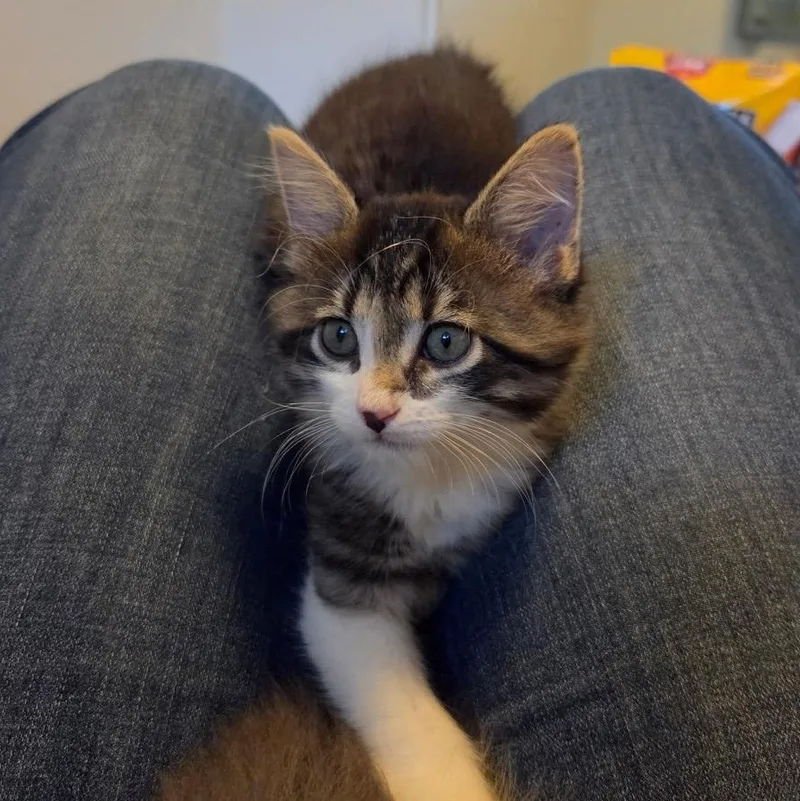A baby small-sized male Black Domestic Medium Hair cat named Beefsteak Starkey for adoption in Morrison, CO