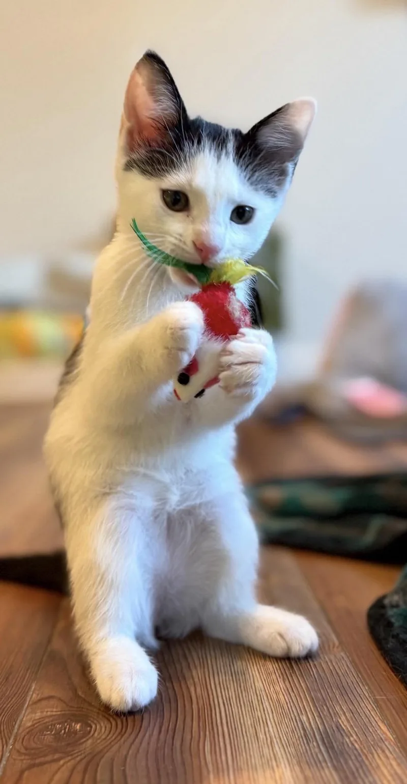 A baby medium-sized female White Domestic Short Hair cat named Otter Pop for adoption in Blanch, NC