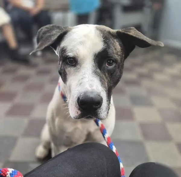 A young large-sized male Mixed Breed dog named Benz for adoption in New York, NY
