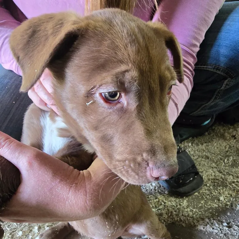 A baby small-sized male Brown / Chocolate Pit Bull Terrier dog named Pitcattle Dog_____ for adoption in Klamath Falls, OR