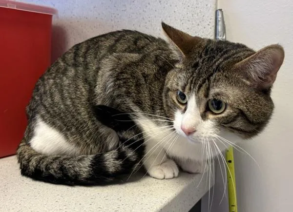 An adult medium-sized male Domestic Short Hair cat named Rupert for adoption in Salt Lake City, UT