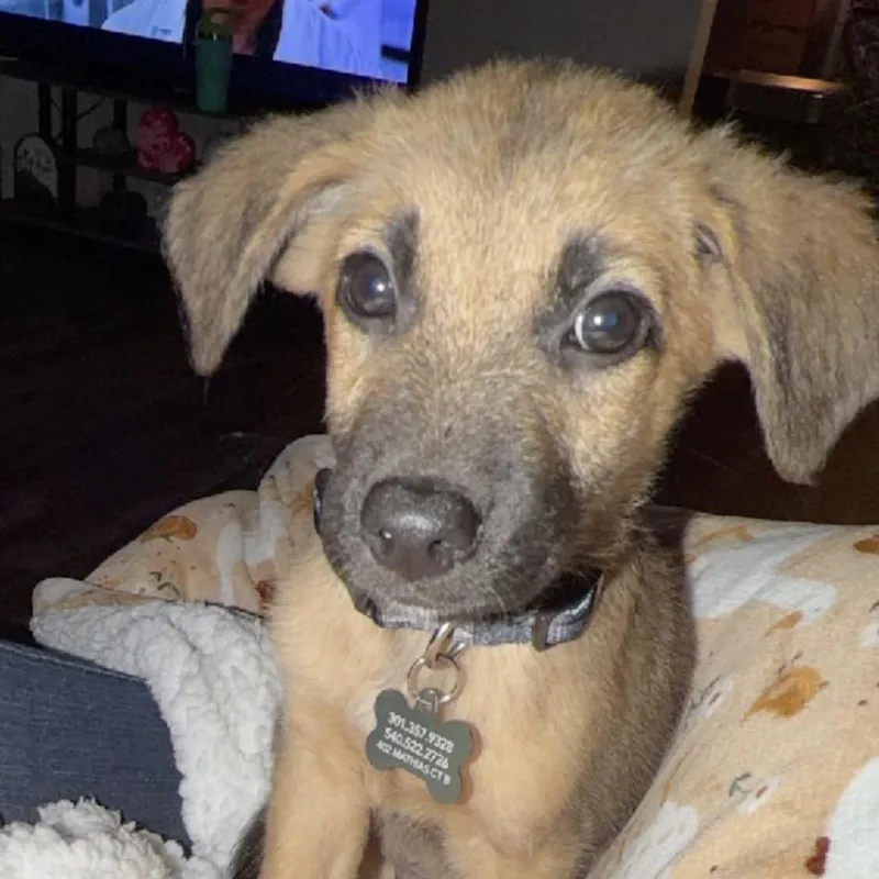 A baby medium-sized male Yellow / Tan / Blond / Fawn Mixed Breed dog named Clay for adoption in Alexandria, VA