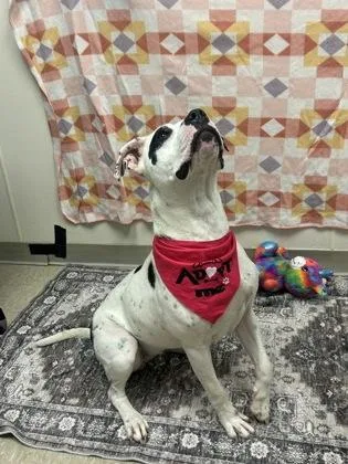 A young medium-sized female Black Mixed Breed dog named Klondike for adoption in Hamilton, OH
