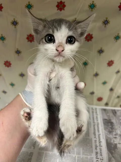 A young small-sized female Domestic Short Hair cat named Mina for adoption in Riverside, CA