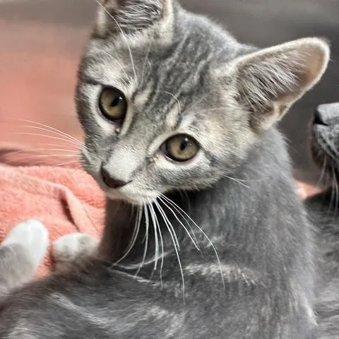 A baby small-sized male Tabby (Gray / Blue / Silver) Tabby cat named Whiskers for adoption in Canoga Park, CA