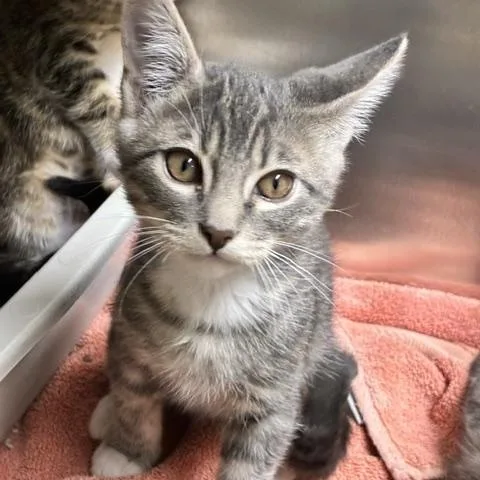 Whiskers thumbnail 2