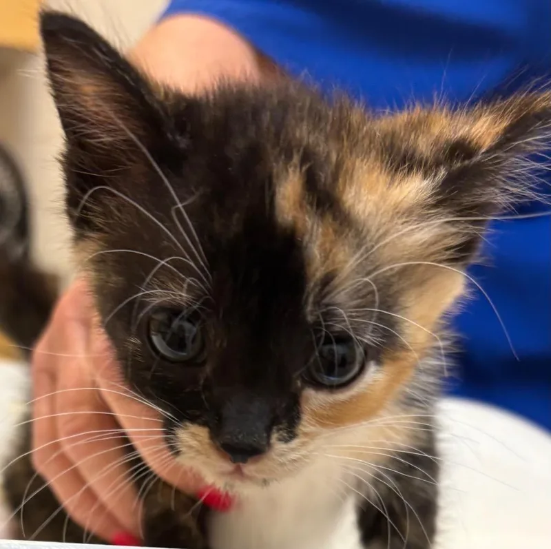 A baby small-sized female Domestic Short Hair cat named Tres for adoption in Elizabethton, TN