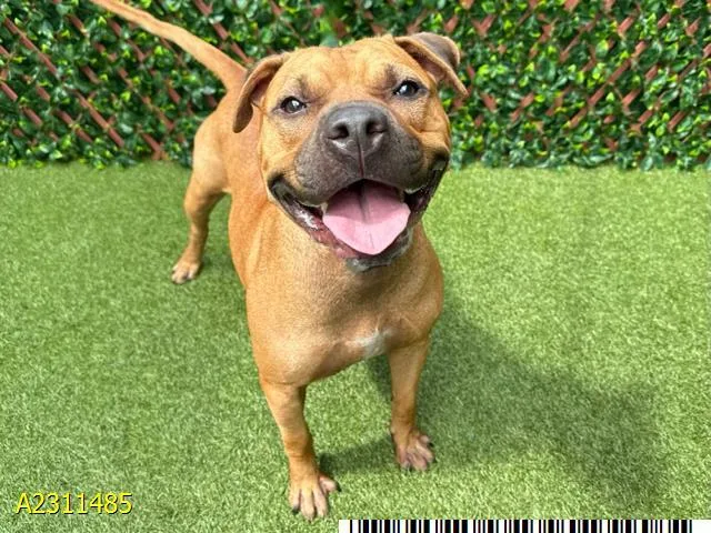 An adult large-sized male Mixed Breed dog named Hooch for adoption in West Palm Beach, FL