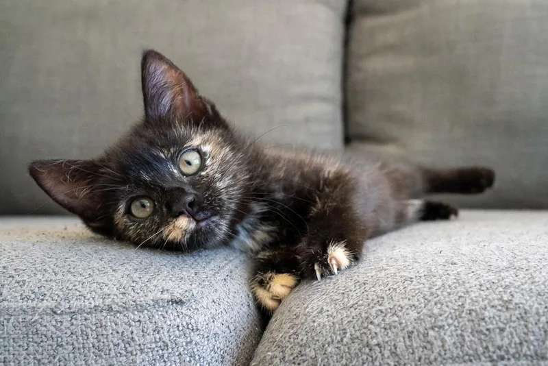 A baby medium-sized female Domestic Short Hair cat named Cedar for adoption in Warwick, RI