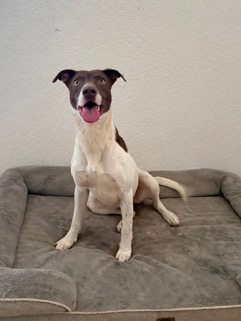 A young medium-sized male Terrier dog named Spencer for adoption in Corsicana, TX