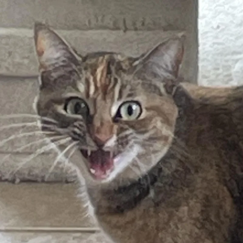 A senior medium-sized female Orange / Red Domestic Short Hair cat named Middy for adoption in Green Forest, AR