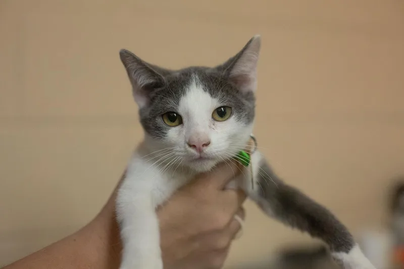A baby small-sized female Domestic Short Hair cat named Kaya for adoption in Mountain Home, AR