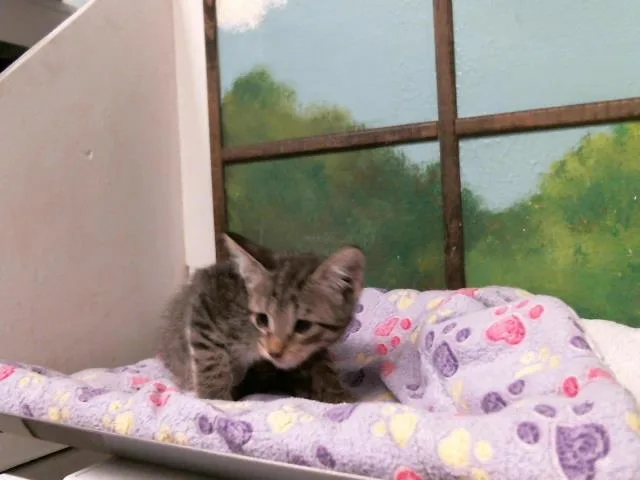 A baby small-sized male Domestic Short Hair cat named A for adoption in Houston, TX