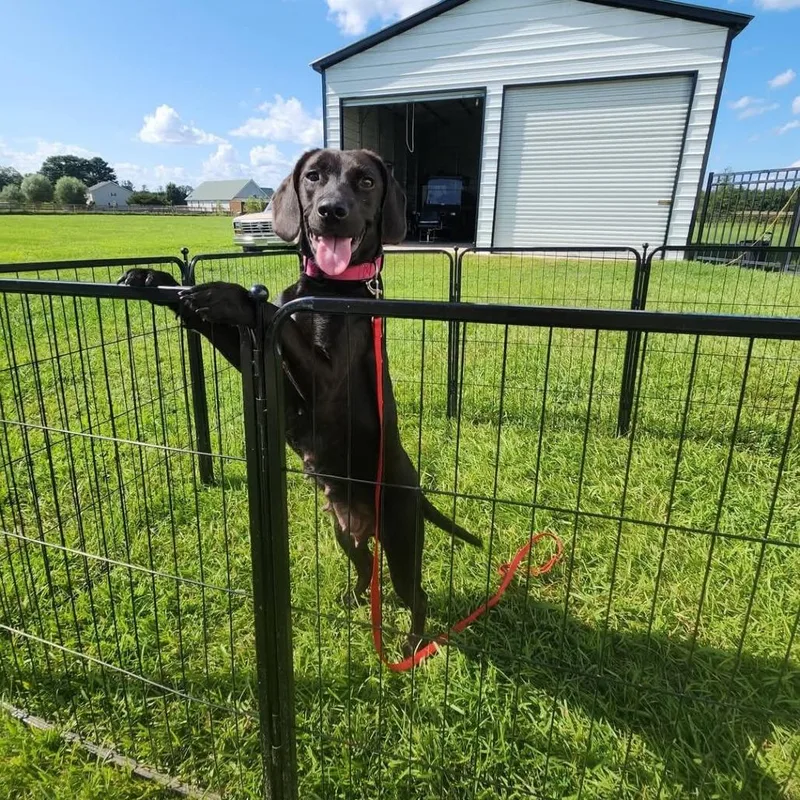 An adult small-sized female Black Beagle dog named Tessa for adoption in Chesapeake, VA