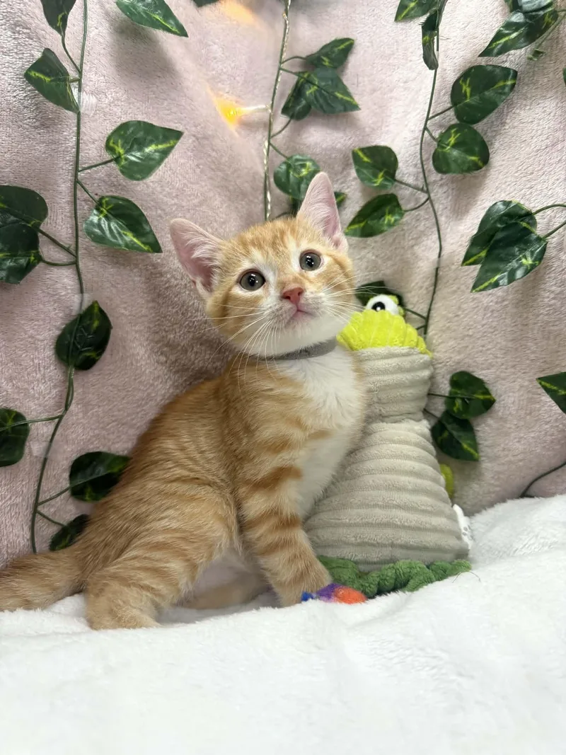 A baby small-sized male Orange & White Tabby cat named Jupiter for adoption in Tavares, FL