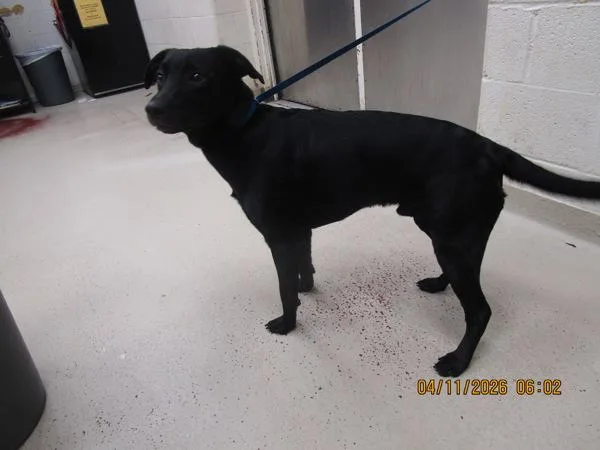 A young medium-sized male Labrador Retriever dog named Duke for adoption in Marietta, GA