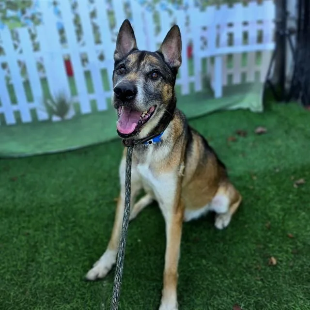 An adult large-sized male German Shepherd Dog dog named Koda for adoption in Long Beach, CA