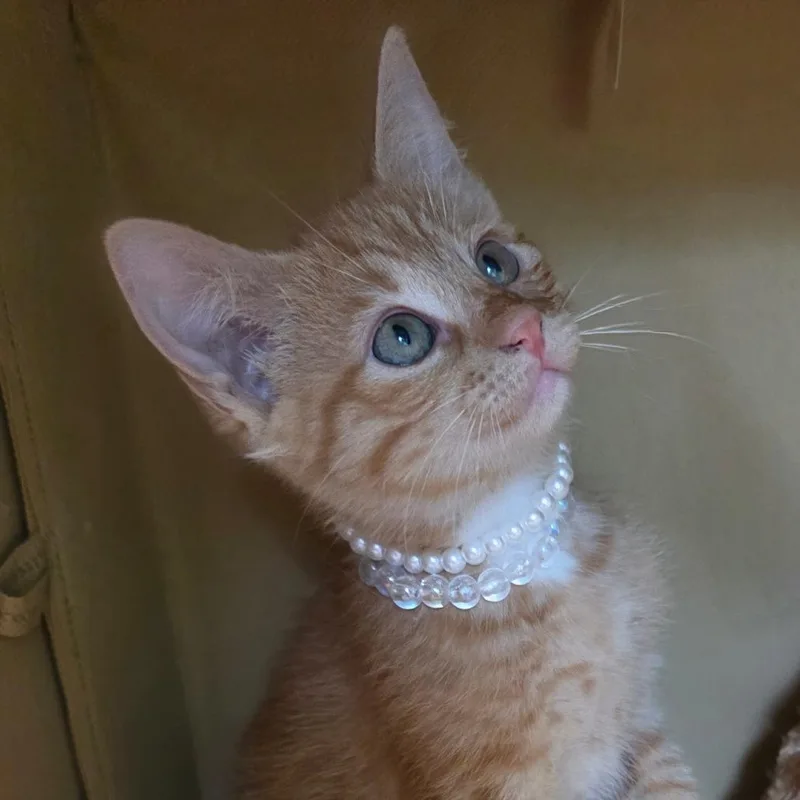 A baby medium-sized female Orange / Red American Shorthair cat named Trixie for adoption in Wiggins, MS