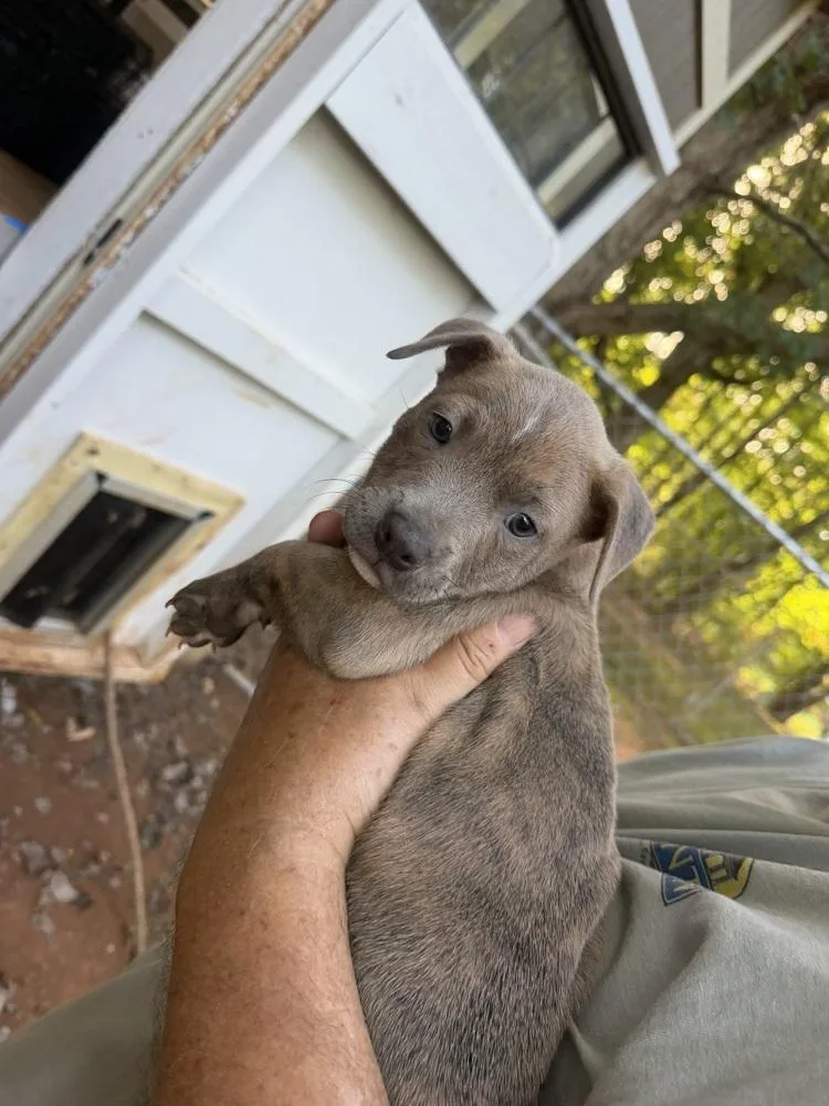 A baby medium-sized male French Bulldog dog named Cogsworth for adoption in Mooresville, NC