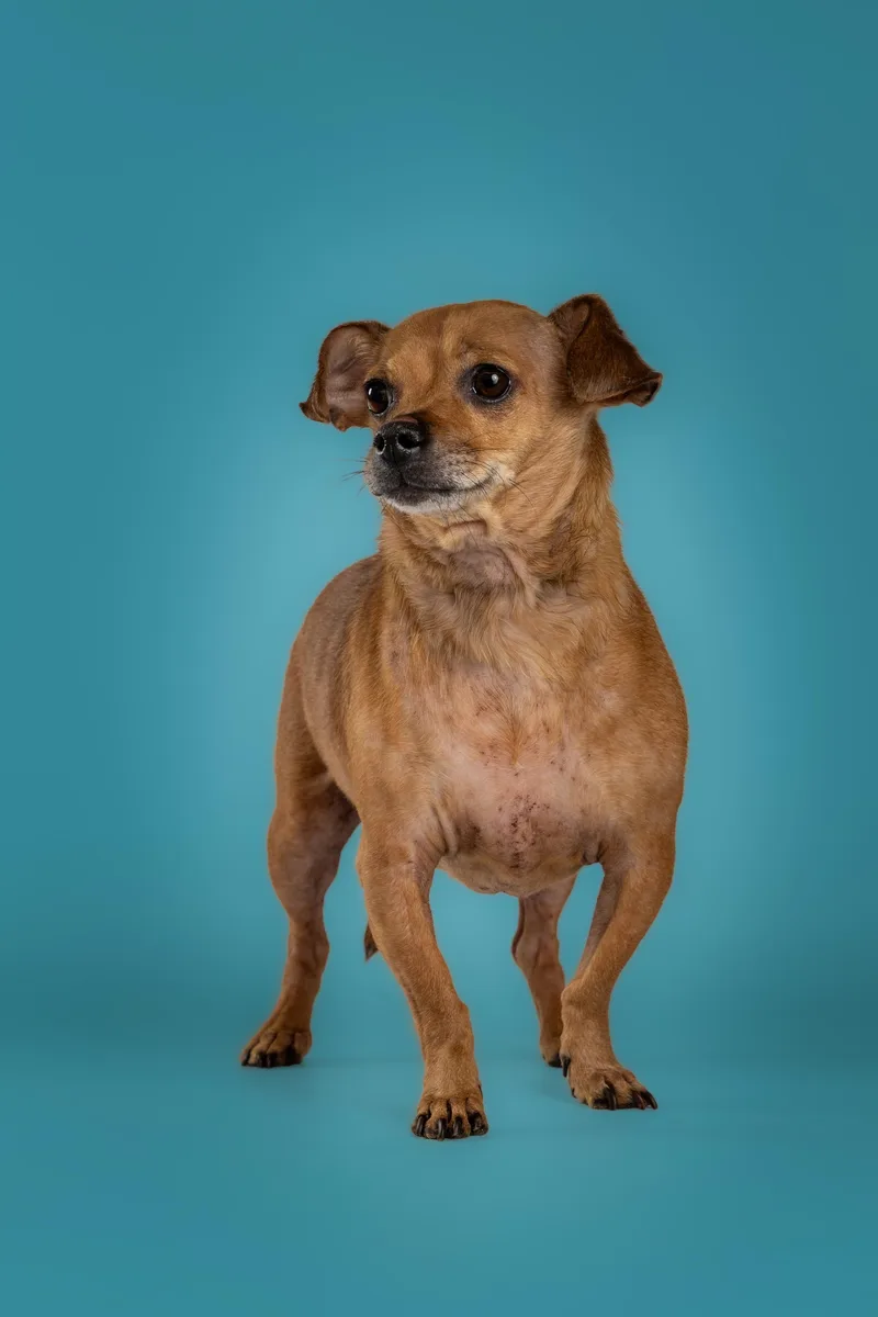 An adult small-sized male Chihuahua dog named Thor for adoption in Tyler, TX