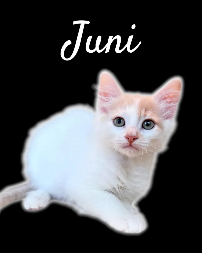 A baby small-sized male Flame Point Domestic Medium Hair cat named Juni for adoption in Auburn, CA