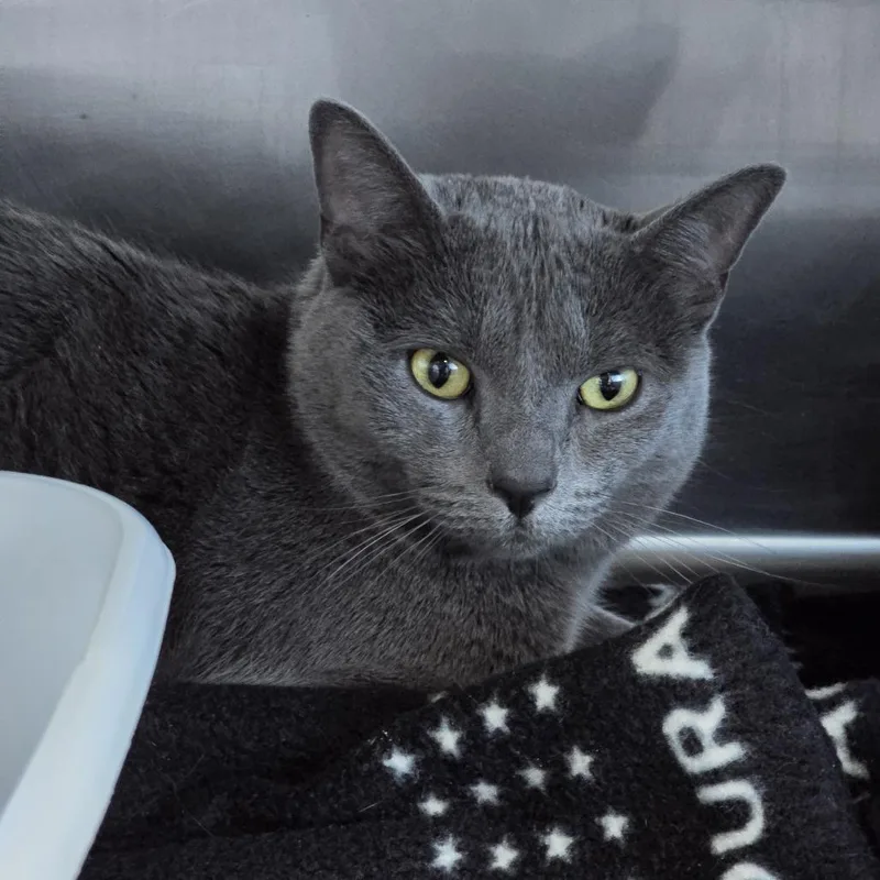 An adult medium-sized female Gray / Blue / Silver Domestic Short Hair cat named Chupie for adoption in Prineville, OR