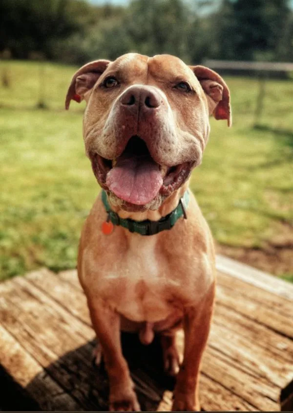 An adult large-sized male Pit Bull Terrier dog named Jax for adoption in Vancouver, WA