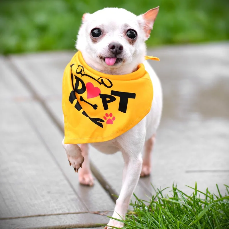A senior small-sized female White / Cream Chihuahua dog named Lola for adoption in Amsterdam, NY