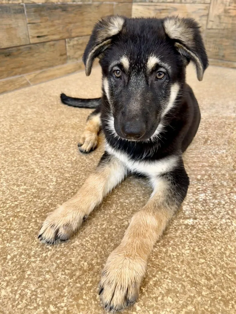 A baby large-sized male Black German Shepherd Dog dog named Bjorn for adoption in Glendale, AZ