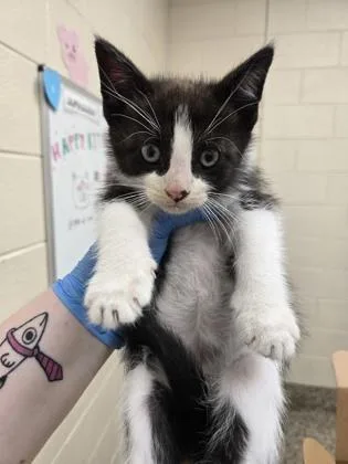 Sebastian