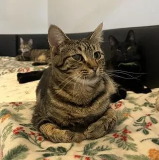 A young medium-sized female Domestic Short Hair cat named Mocha for adoption in Liverpool, TX