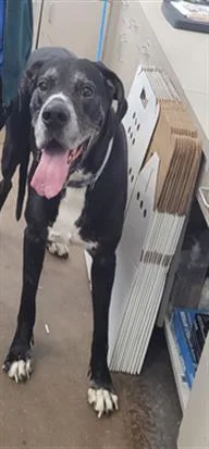 Harley