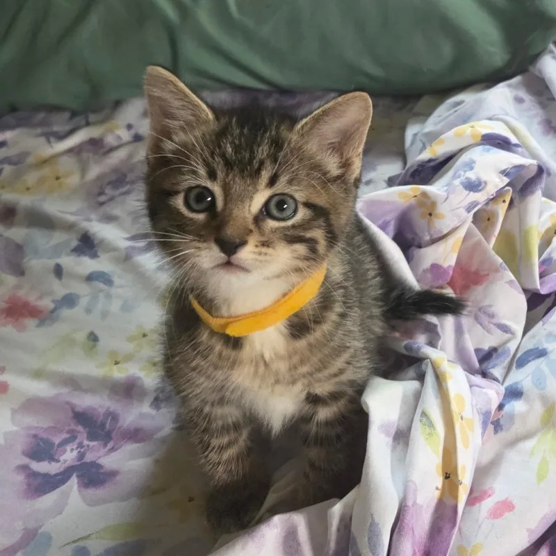 A baby small-sized male Brown / Chocolate Domestic Short Hair cat named CieloC for adoption in East Saint Louis, IL