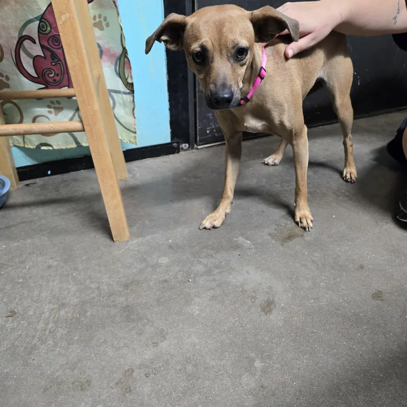 An adult small-sized female Chihuahua dog named Libbie for adoption in Graham, TX