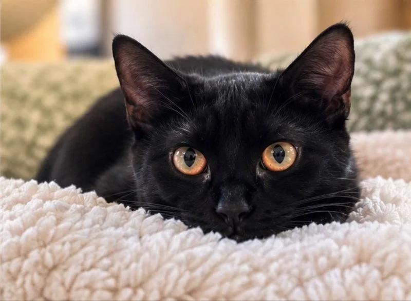 A young medium-sized female Black Bombay cat named Burdock for adoption in Knoxville, TN