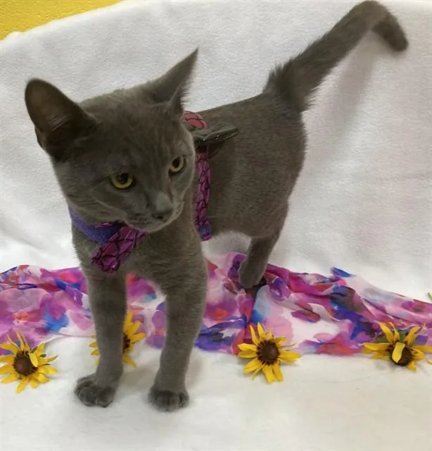 A young medium-sized male Domestic Short Hair cat named Mushu for adoption in Upper Marlboro, MD